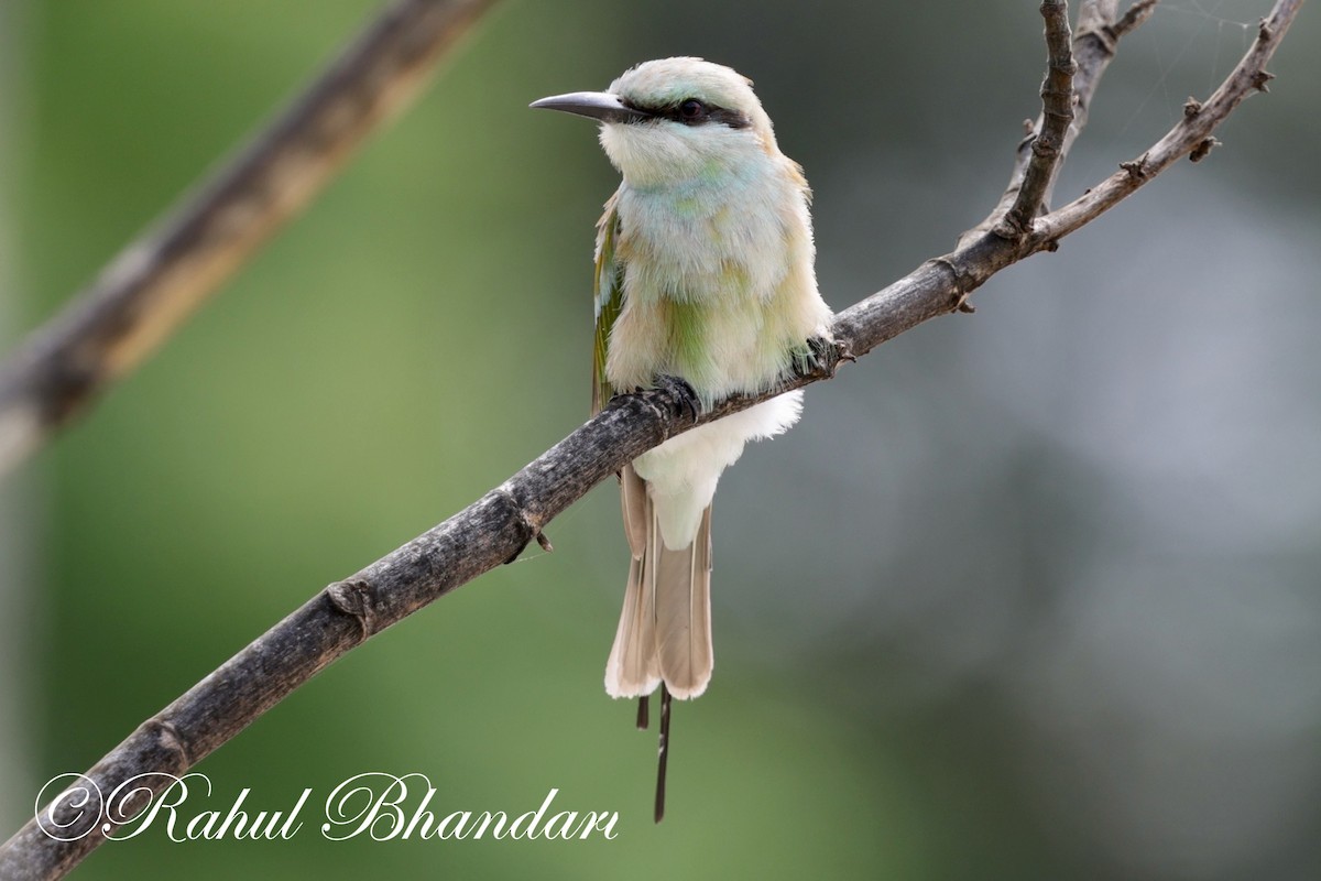 Asian Green Bee-eater - Rahul Bhandari