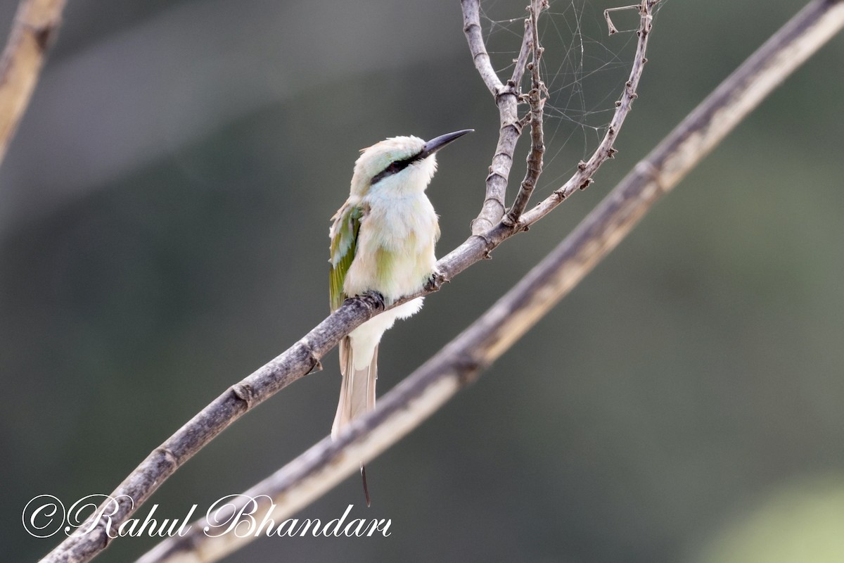 Asian Green Bee-eater - ML620561904