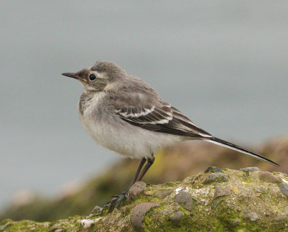 White Wagtail - ML620561909