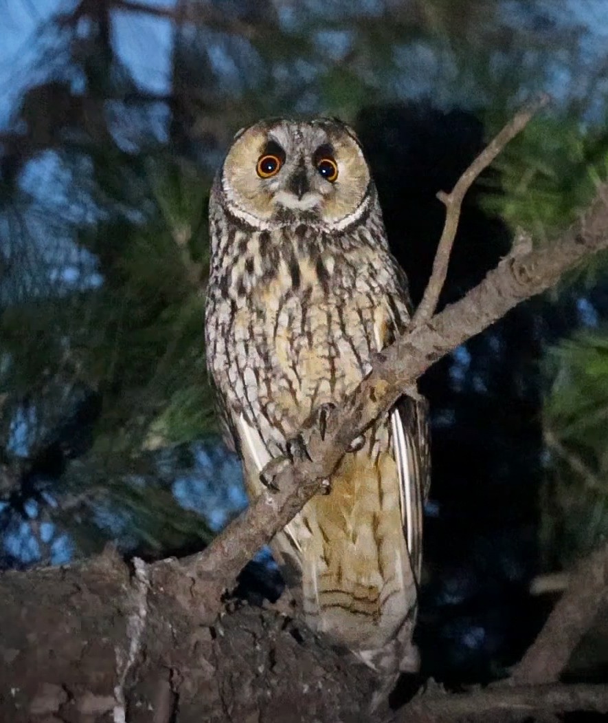 Long-eared Owl - ML620561922