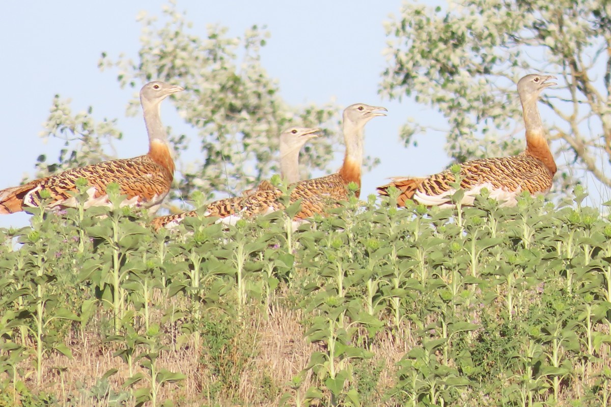 Great Bustard - ML620561923