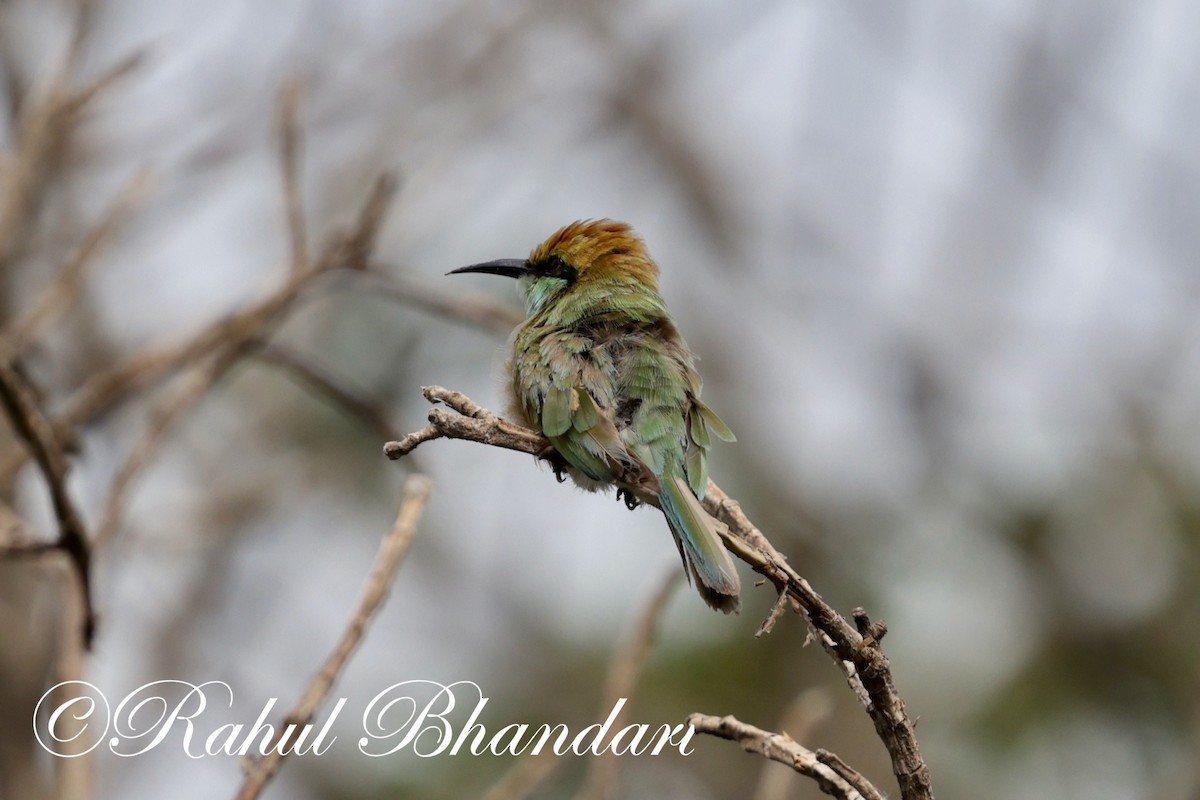 Asian Green Bee-eater - ML620561924