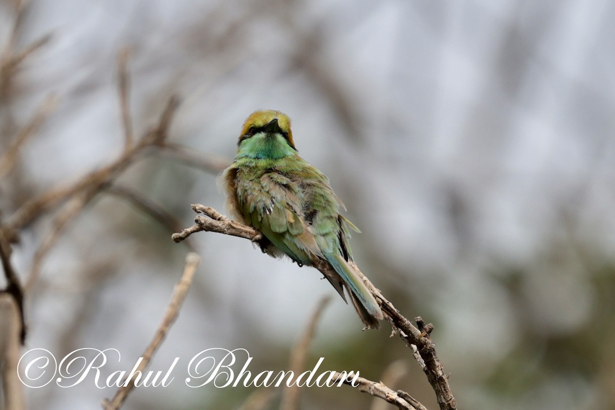 Asian Green Bee-eater - ML620561925