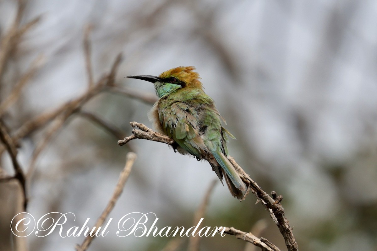 Asian Green Bee-eater - ML620561926