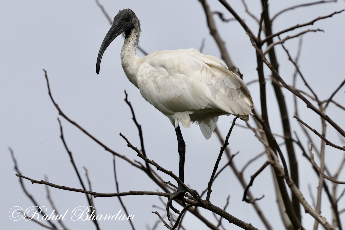 ibis černohlavý - ML620561928