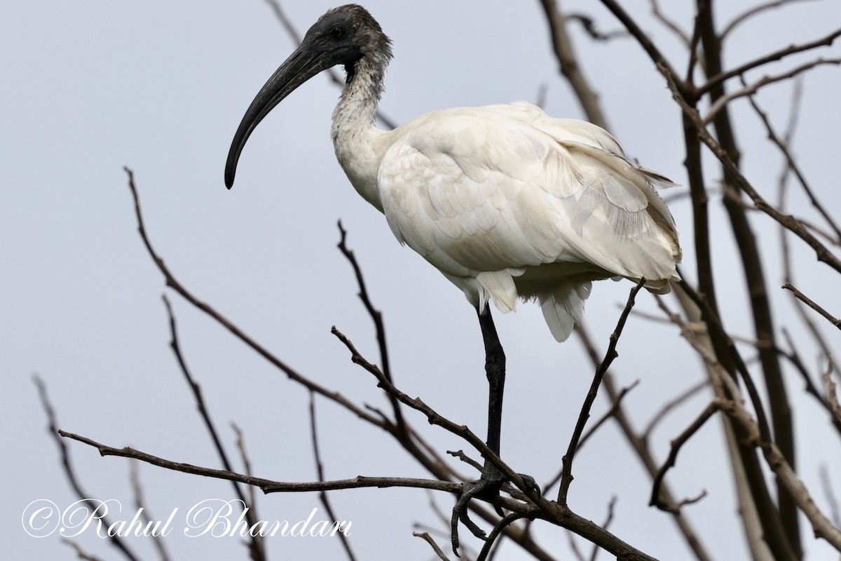 ibis černohlavý - ML620561929