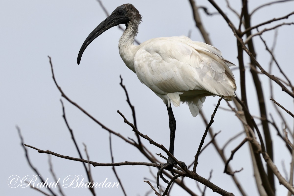 ibis černohlavý - ML620561930