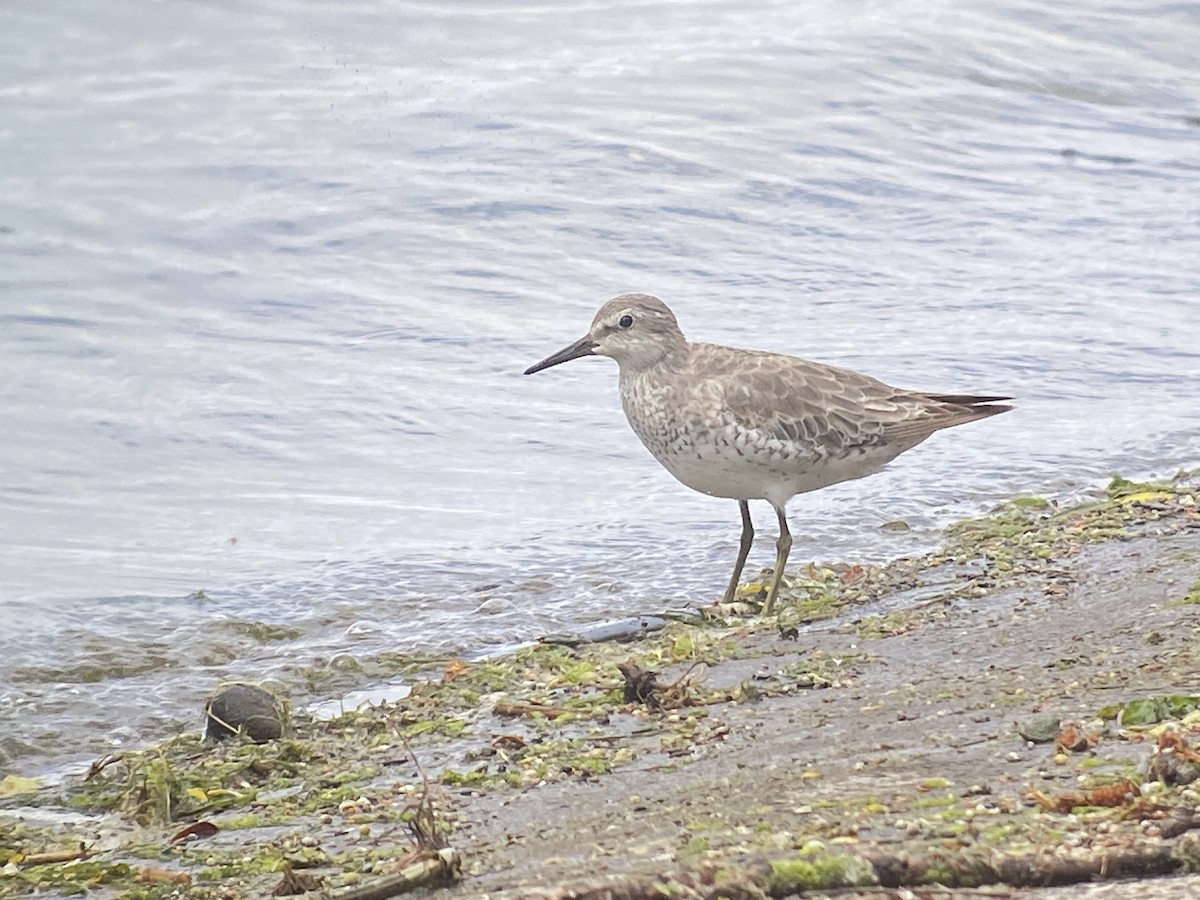 Red Knot - ML620561931