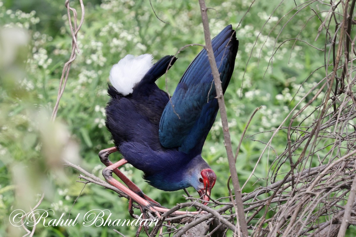 Gray-headed Swamphen - ML620561933