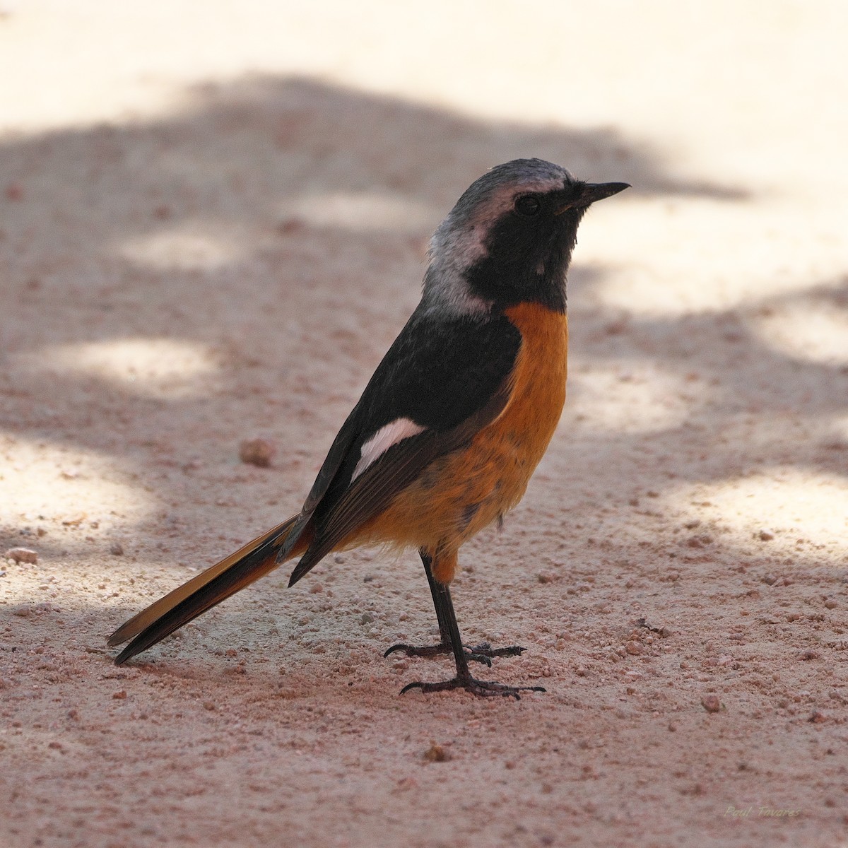 Daurian Redstart - ML620561937