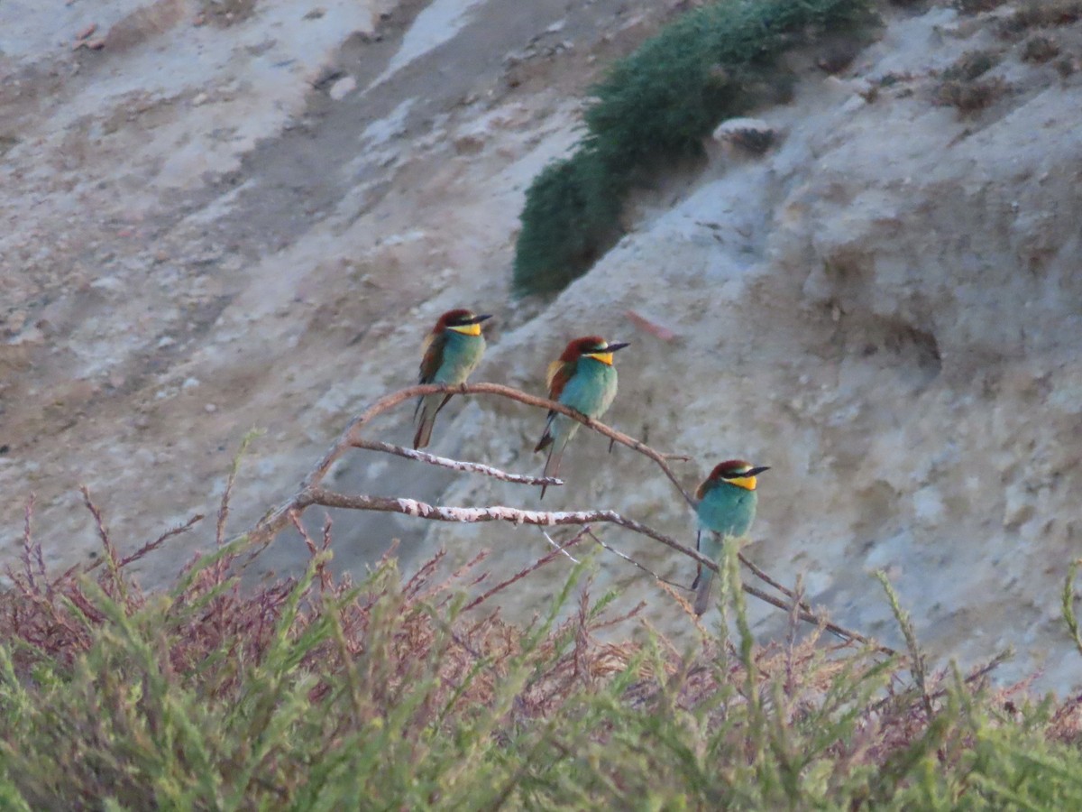 European Bee-eater - ML620561938