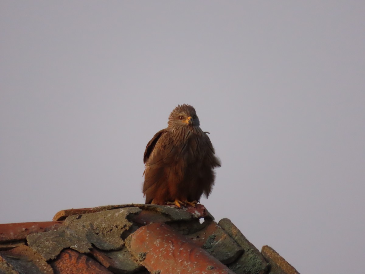 黑鳶 - ML620561939