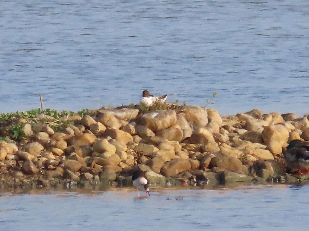 Black-headed Gull - ML620561944