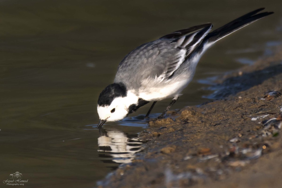 White Wagtail - Fayad Hameed