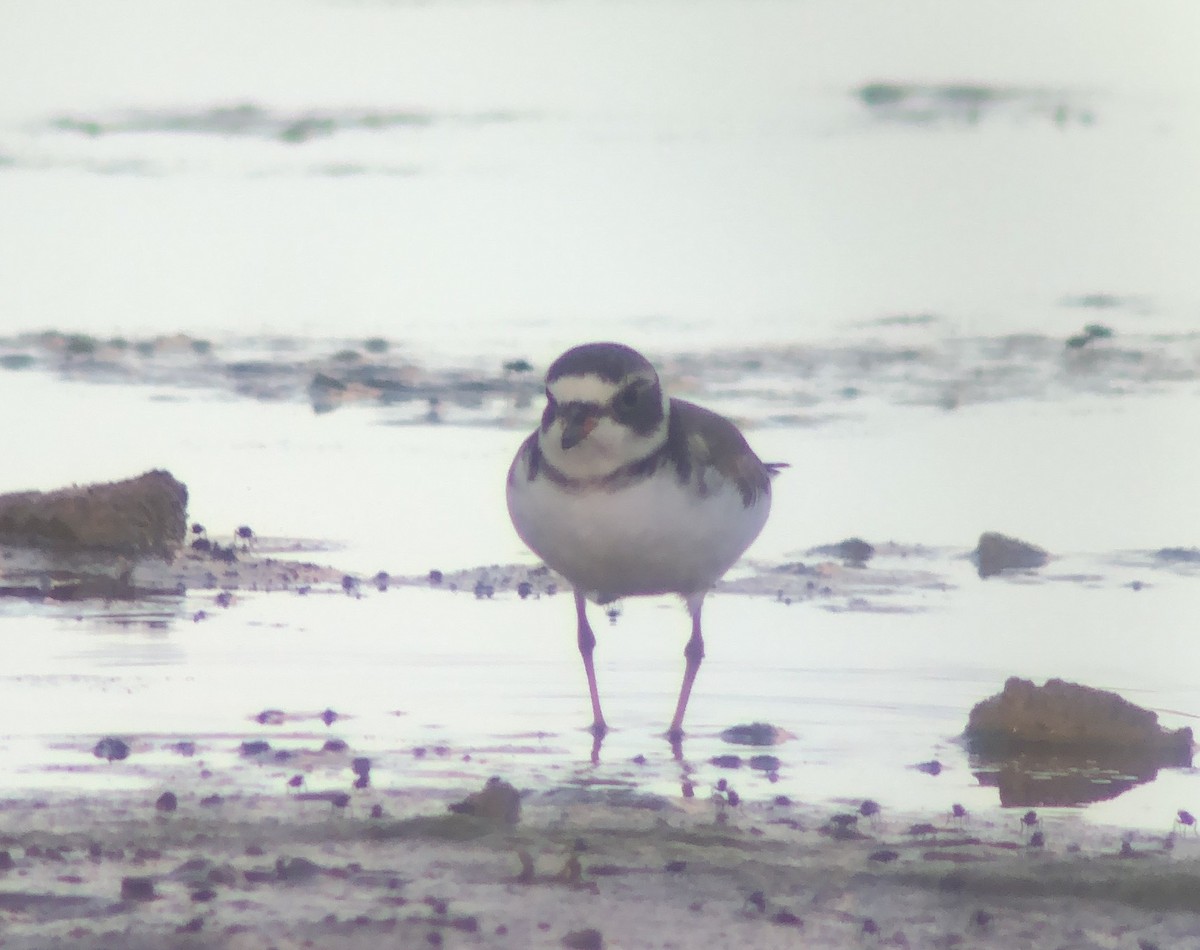 Semipalmated Plover - ML620561955