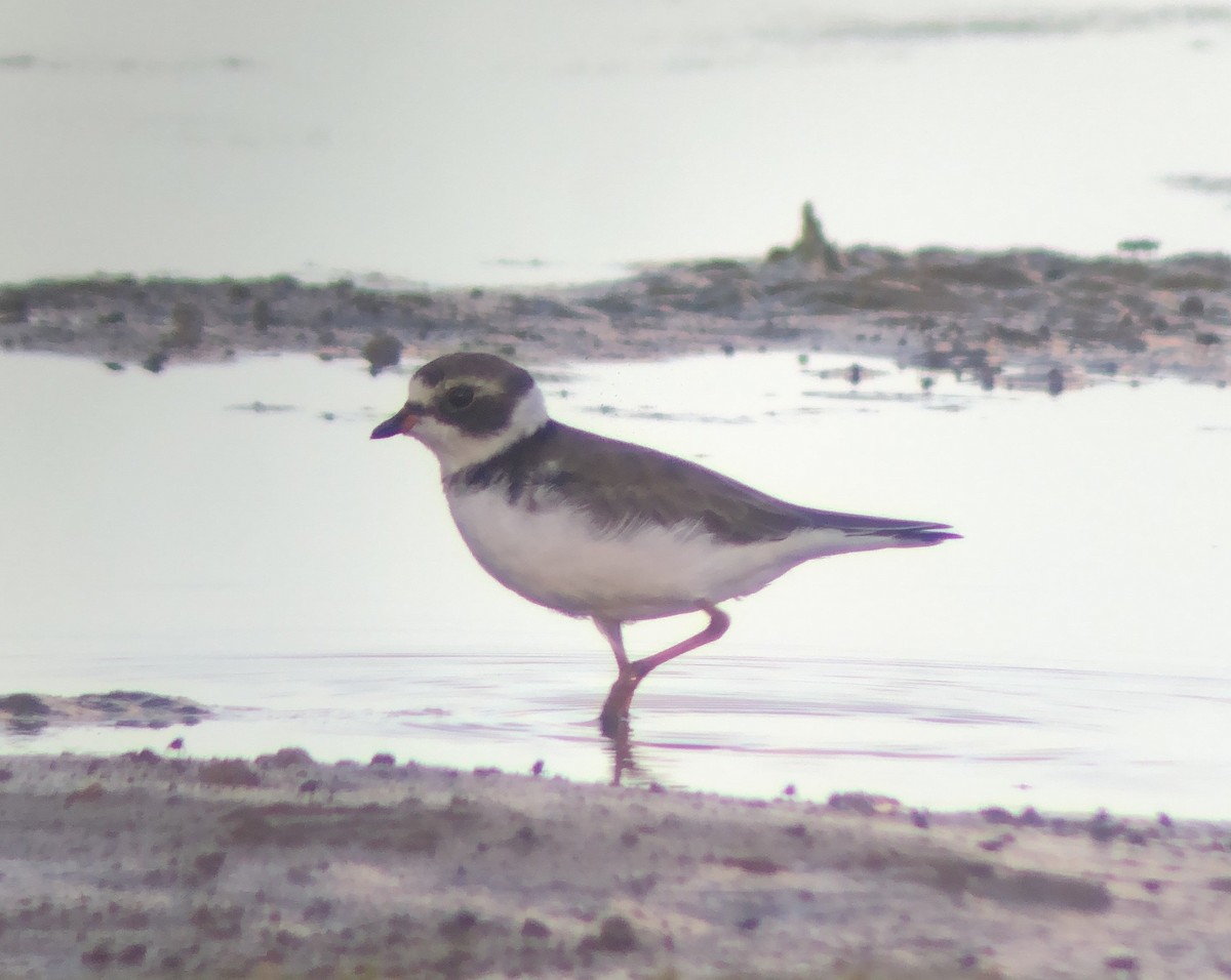 Semipalmated Plover - ML620561957