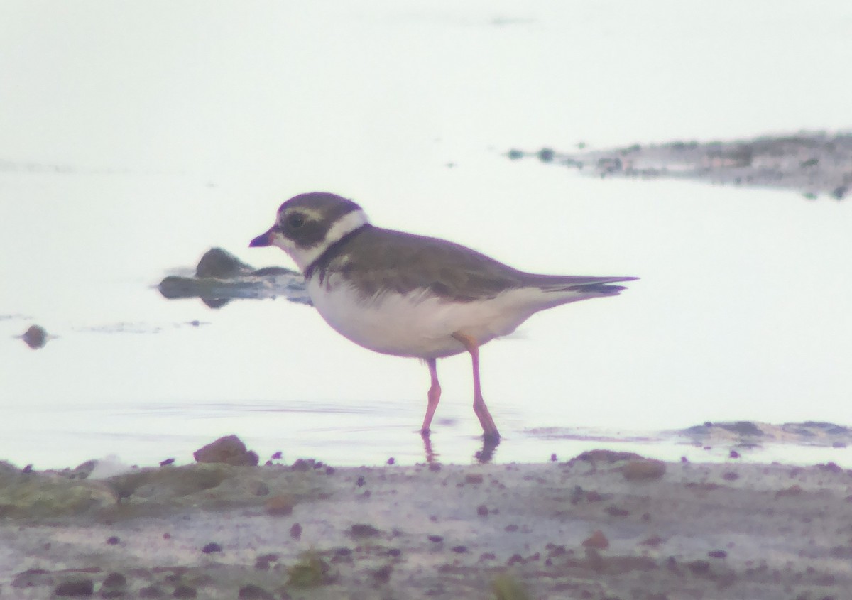 Semipalmated Plover - ML620561958