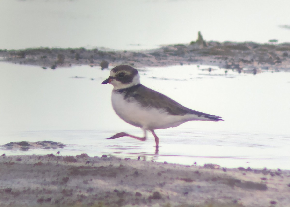 Semipalmated Plover - ML620561959