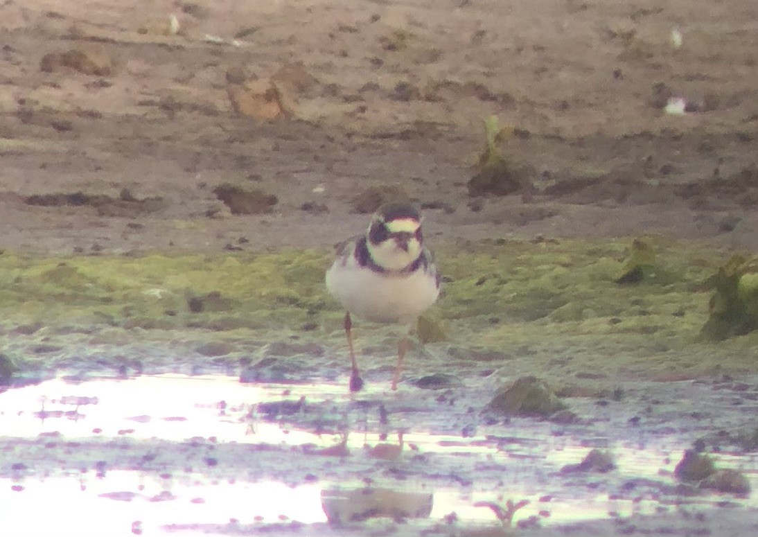 Semipalmated Plover - ML620561960