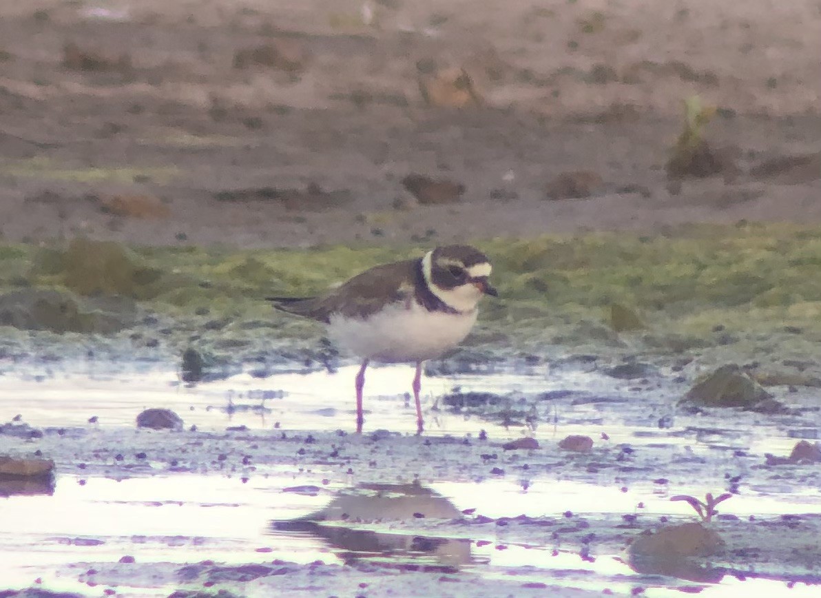 Semipalmated Plover - ML620561961