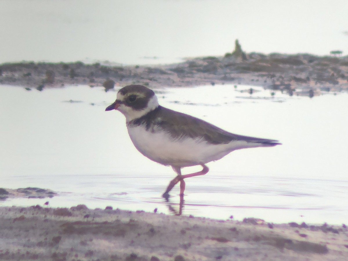 Semipalmated Plover - ML620561962