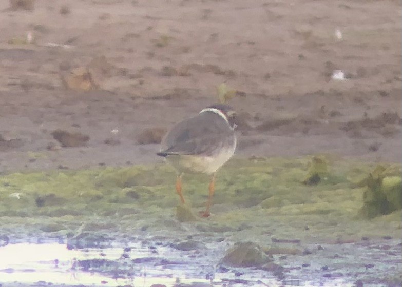 Semipalmated Plover - ML620561963