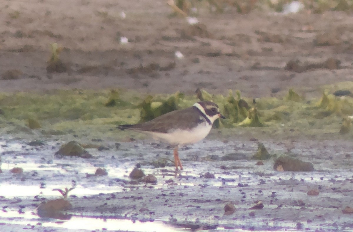Semipalmated Plover - ML620561964