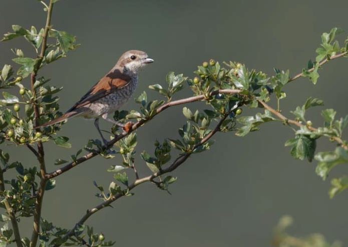 Red-backed Shrike - ML620561965