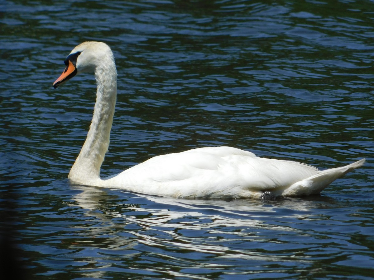 Cygne tuberculé - ML620561968