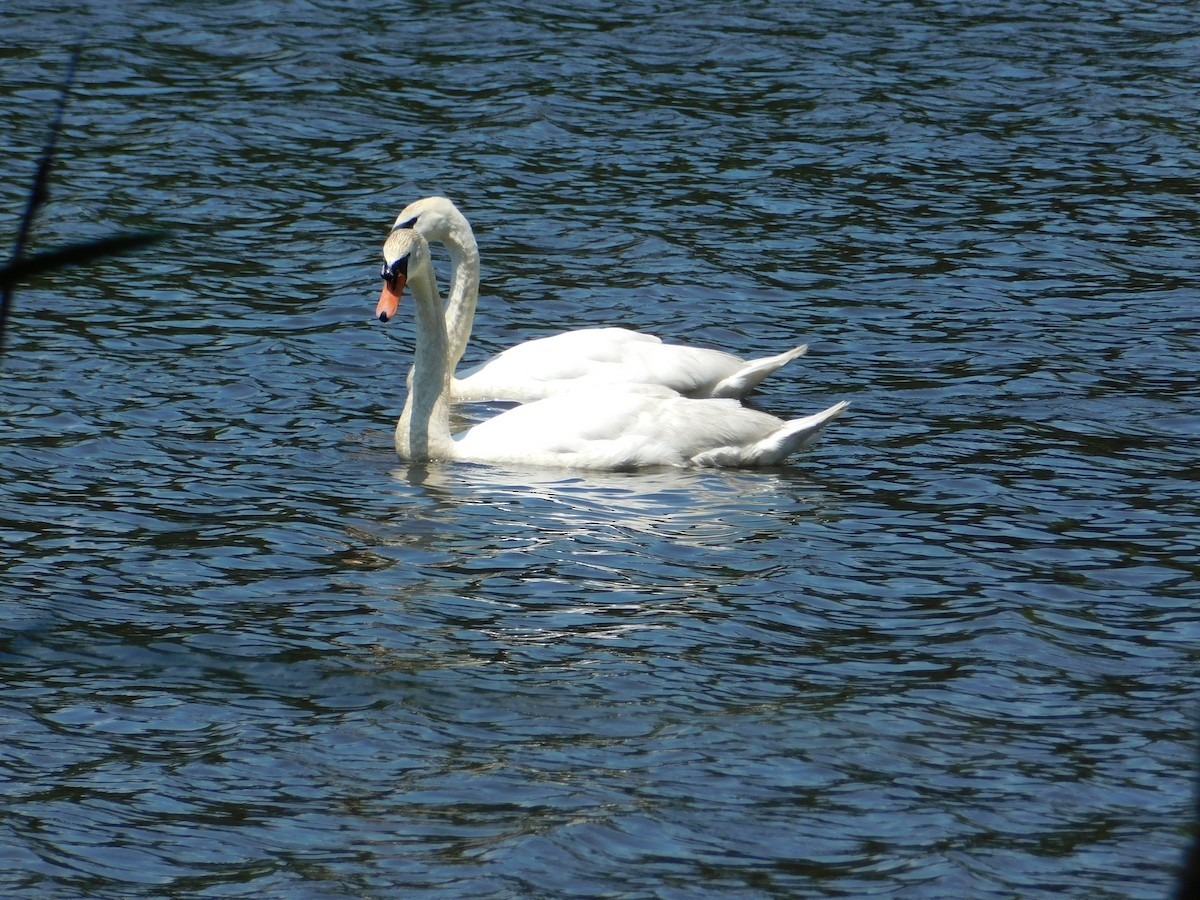 Mute Swan - ML620561976