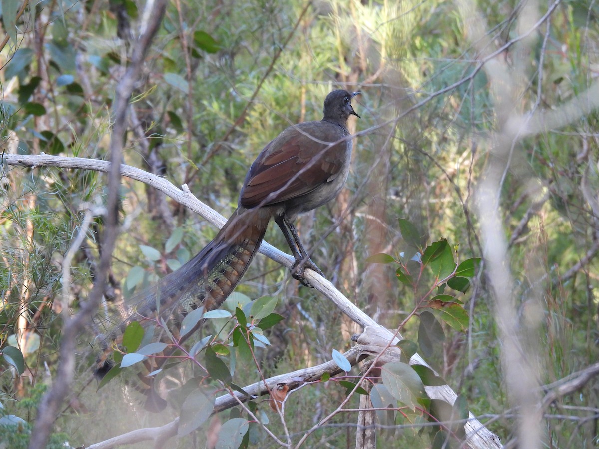 Superb Lyrebird - ML620561984