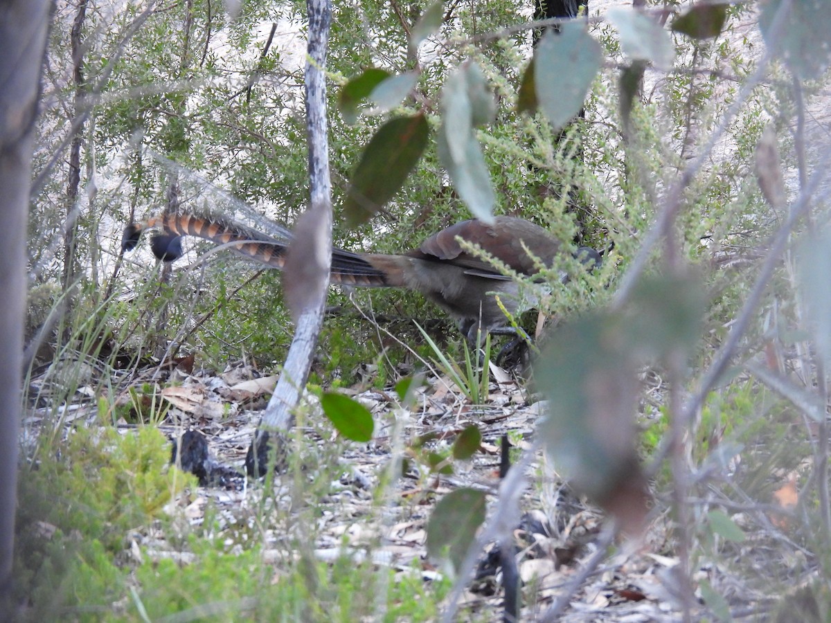 Superb Lyrebird - ML620561988