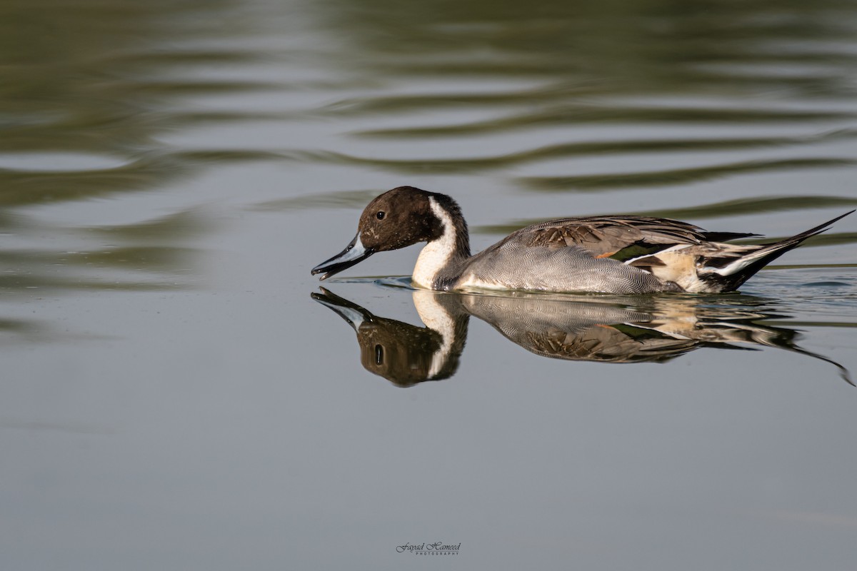 Northern Pintail - ML620561989