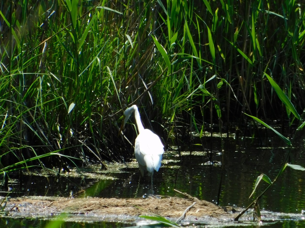 Great Egret - ML620561990