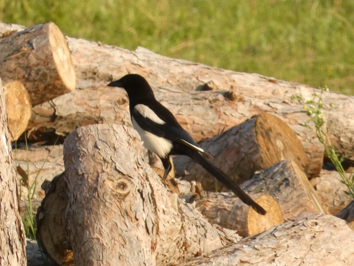 Eurasian Magpie - ML620561995