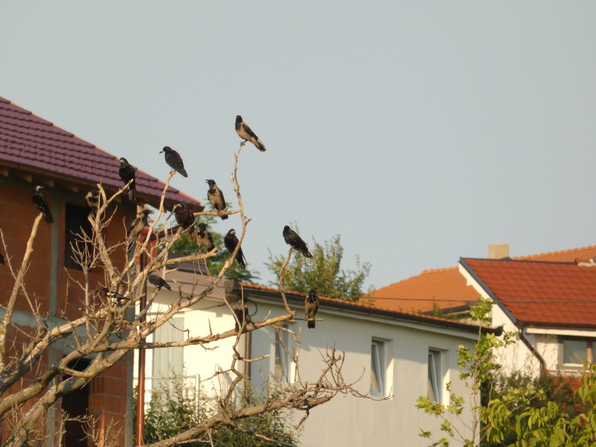 Hooded Crow - ML620562004