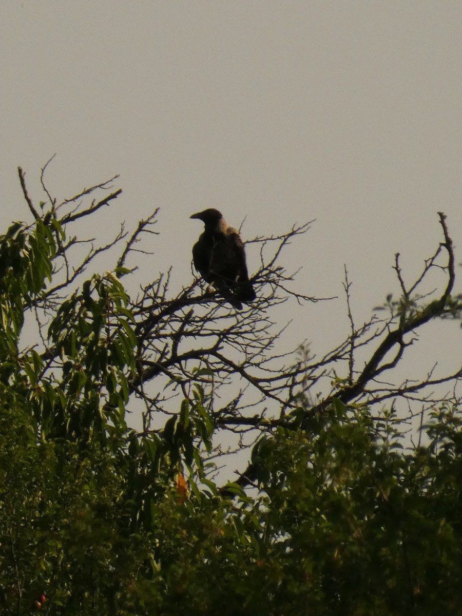 Hooded Crow - ML620562005