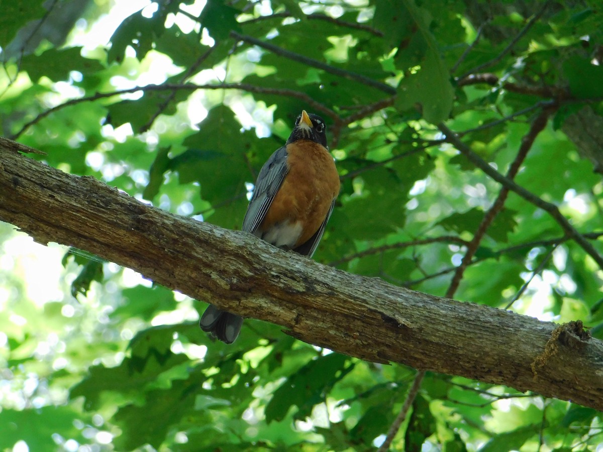 American Robin - ML620562006