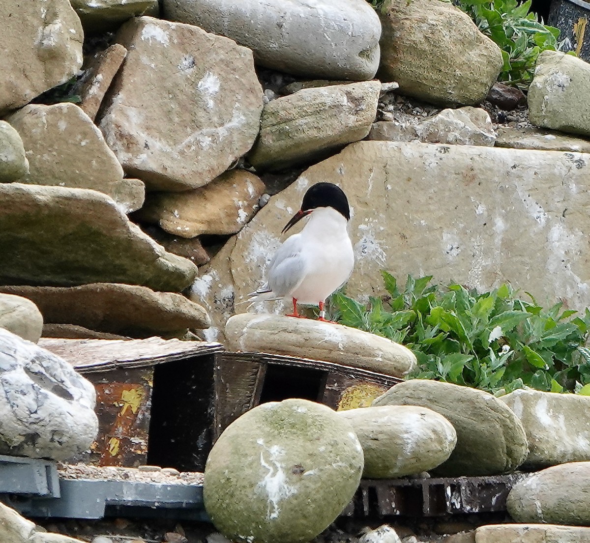 Roseate Tern - ML620562007