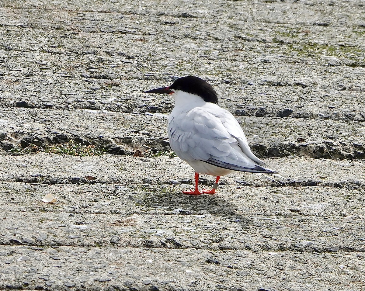 Roseate Tern - ML620562008