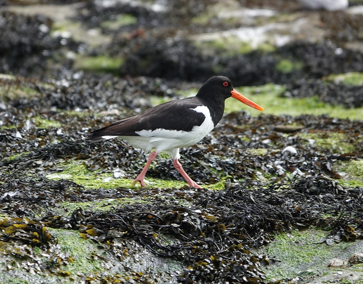 Eurasian Oystercatcher - ML620562014