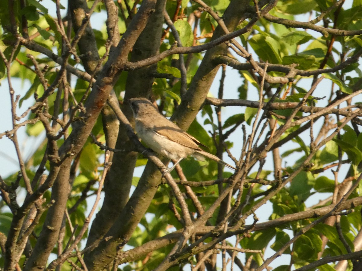 Greater Whitethroat - ML620562015