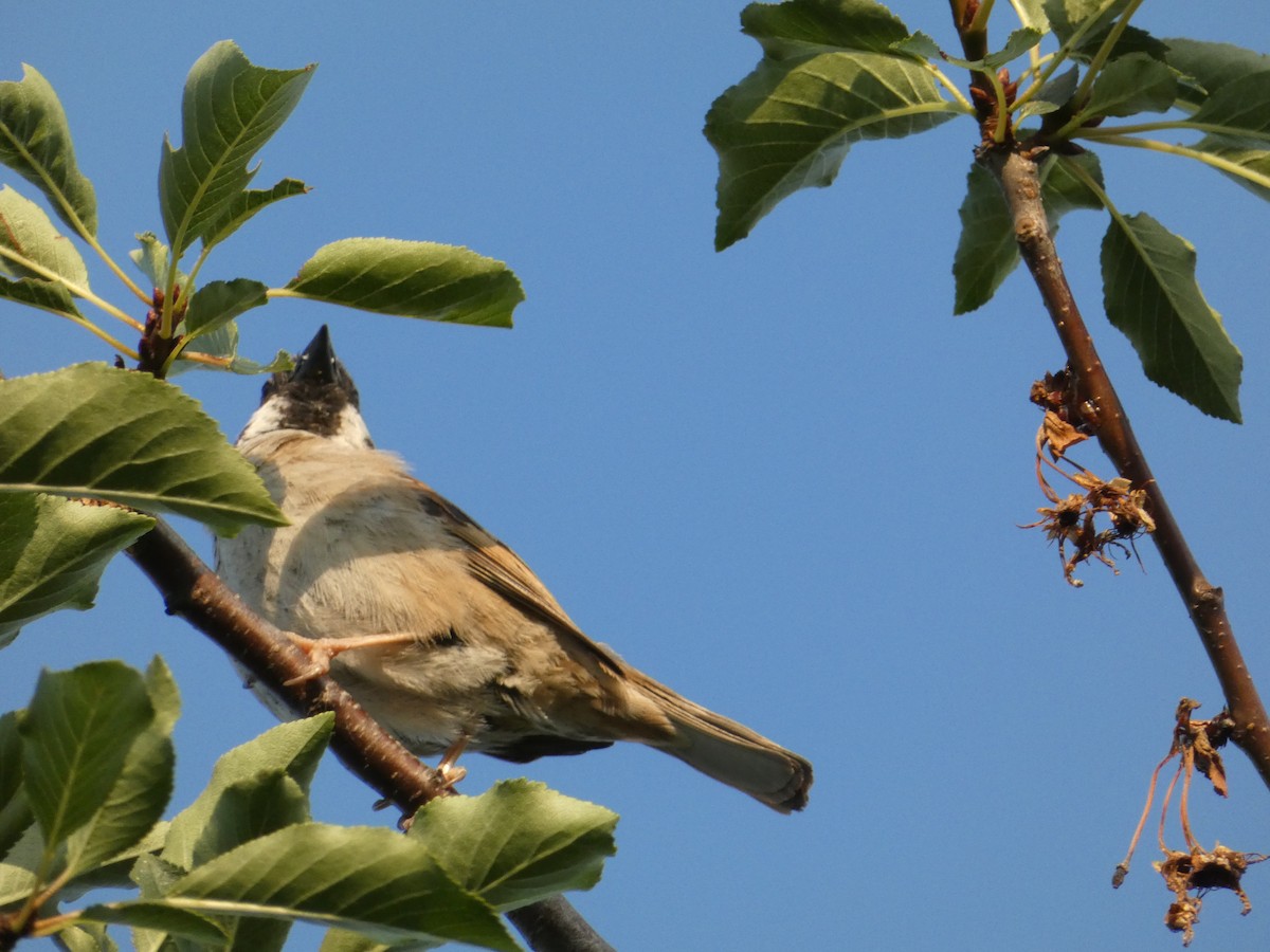 Eurasian Tree Sparrow - ML620562020