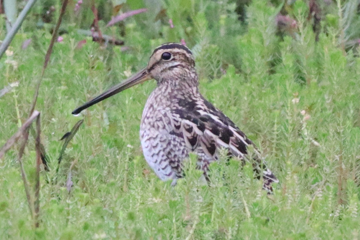 Latham's Snipe - ML620562022