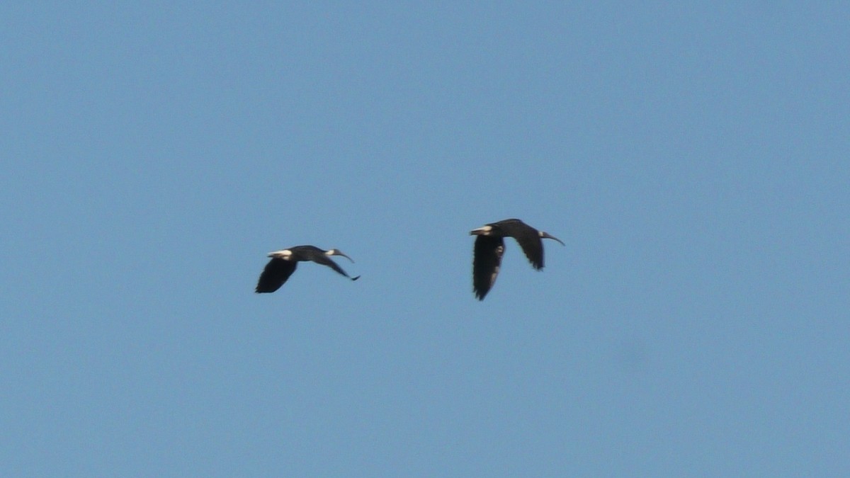 ibis slámokrký - ML620562024