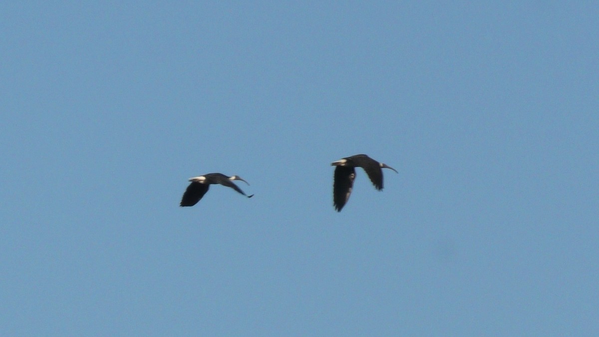 Straw-necked Ibis - ML620562024