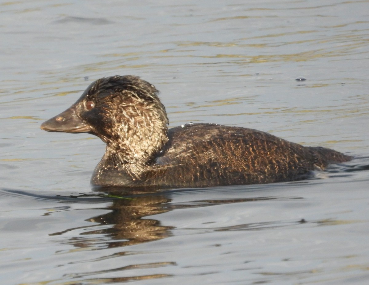 Musk Duck - ML620562025