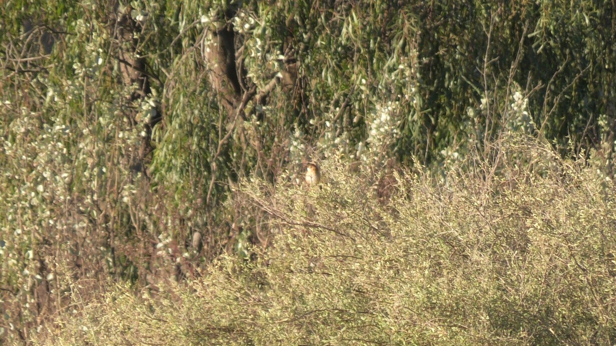 Golden-headed Cisticola - ML620562026