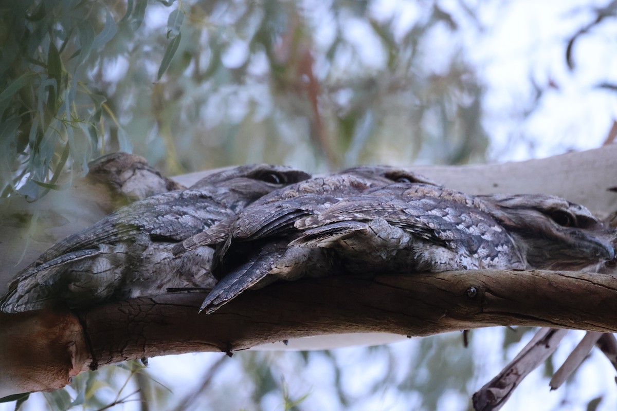 Tawny Frogmouth - ML620562027