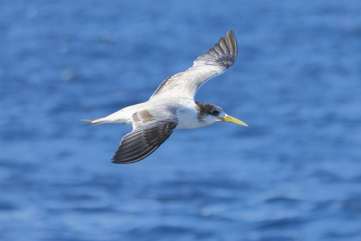 Great Crested Tern - ML620562030
